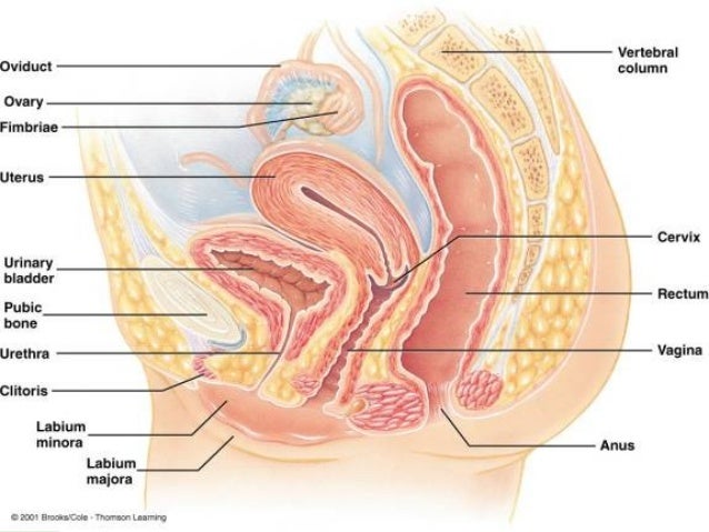 vaginal secretion chemical composition Book morm fuck